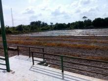 Hanya di Meranti, Stadion Sepak Bola Berubah Jadi Kebun Sayur