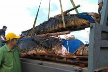 Nonton Komodo dan Buaya Raksasa di Safari Lagoi Dapat Rujak Gratis