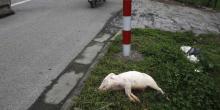 Ratusan Babi di NTT Mati Terserang Penyakit Misterius