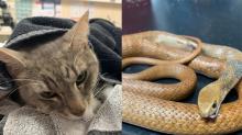 Kisah Kucing Arthur, Rela Mati Demi Selamatkan Tuannya dari Ular Berbisa