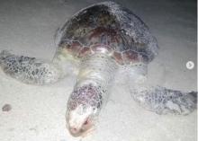 Penyu Mati di Pantai Trikora, Diduga Tercemar Limbah