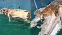Monster Laut Natuna Akhirnya Dikuburkan, Petugas Pakai Excavator
