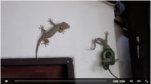 [VIDEO] Tokek Serang Ular yang Melilit Temannya