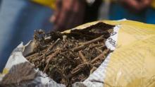 Bawa Ganja, WNA Asal Italia Ditangkap Polisi di Tanjungpinang