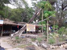 Pohon Ini Dibiarkan Tumbang dan Ancam Keselamatan Warga Batam