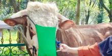 Sapi Kurban Bupati Bogor Dipasangi Masker