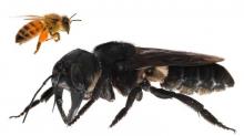 Kisah di Balik Penemuan Kembali Lebah Terbesar Dunia di Maluku