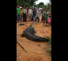 Cari Biawak, Wardi Malah Jerat Buaya 4 Meter di Bintan