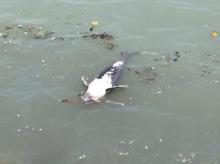 Lumba-lumba Mati di Pantai Karimun, Ada Apa?
