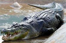4 Fakta Mengkhawatirkan Populasi Buaya di Lingga