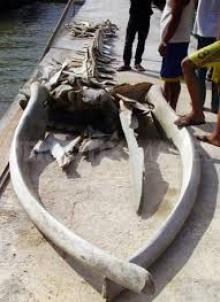Ada Penampakan Sosok Langka di Pantai Sisi Natuna
