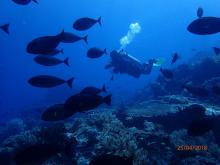Lokasi Diving Taman Nasional Komodo Sejajar Raja Ampat