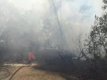 3 Hari Kebakaran Hutan Tanjung Riau Tak Kunjung Padam 