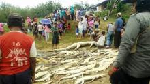 Bantai Ratusan Buaya, Warga Sorong yang Terlibat Akan Dipidana