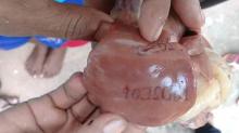 Misteri Times New Roman Terbalik di Hati Ayam yang Bikin Geger