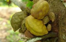 Mengenal Buah Namnam dan 5 Manfaatnya, Apa Saja?