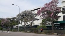 Pohon Tabebuya Mirip Sakura Bermekaran Jadi Perhatian Warga Batam