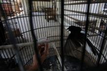 Polisi Tangkap Penyelundup 90 Ekor Murai Batu dari Malaysia