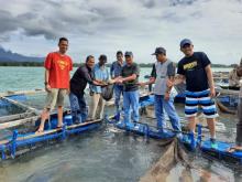 Diskan Lingga Panen 1,7 Ton Kerapu Catang di Desa Mepar