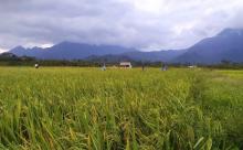 Dinas Pariwisata Lingga Kembangkan Panggak Darat Jadi Kampung Wisata Sawah