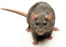 Usir Tikus di Rumah dengan 5 Cara Sederhana Ini