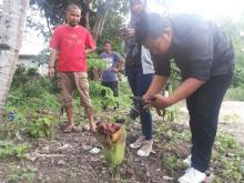 Bunga Raflesia Pertama Kali Muncul di Karimun