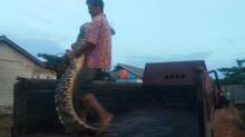 Pria di Tanjungpinang Ini Tangkap Buaya Laut dengan Tangan Kosong