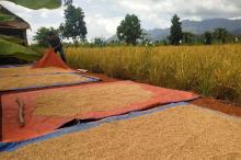 Petani Panggak Darat Semangat Panen Padi di Tengah Pandemi Covid-19