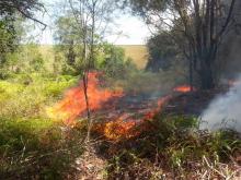 Hutan di Depan Kampus UIB Terbakar
