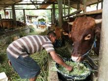 Fantastis! Sapi Limousin Milik Warga Bintan Berbobot 800 Kg