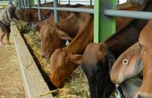 Ini Ketersediaan Sapi dan Kambing 15 Hari Menjelang Idul Adha