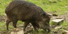 Babi Hutan Indonesia Seberangi Laut Serbu Malaysia