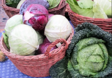 Benarkah Konsumsi Sayur Kol Bikin Perut Kembung?