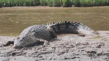 Buaya Muara di Sungai Kerandin Berpotensi Jadi Daya Tarik Wisata 