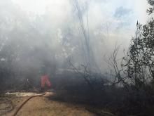 Api Kembali Lalap Hutan Tanjung Riau, Petugas Pemadam Kewalahan