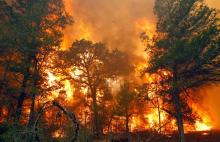 Kebakaran Hanguskan 53 Hektare Lahan dalam Sepekan