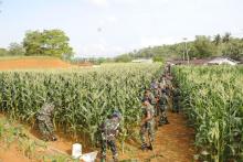Pangkalan TNI AL Dabo Panen Jagung
