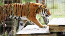 Serangan Harimau Bikin Relawan Big Cat Rescue Nyaris Kehilangan Tangan