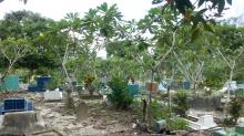Kuburan Tak Terurus Temiang Bakal Ditimpa Jenazah Lain, Ini Alasan Pengelola