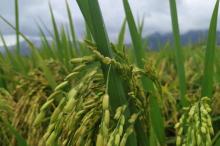 Sawah Panggak Darat di Lingga Butuh Irigasi dan Mesin Penggiling Padi