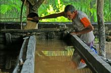 Pak Bupati, Petani Sagu di Lingga Butuh Perhatian