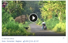 [VIDEO] Seorang Pengendara Motor Menggigil Tepergok Gajah. Bisakah Dia Selamat?