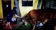 Video: Diusap Via Vallen, Sapi Kurban ini Langsung Duduk dan Jinak