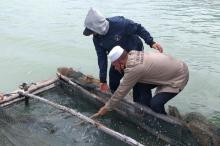 Diskan Lingga Panen Hampir 1 Ton Kerapu Catang di Pulau Mepar