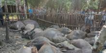 Penggembala dan 19 Ekor Kerbau Tewas Disambar Petir di Tapanuli