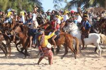 Wow, Ribuan Kuda Sandelwood Penuhi Pantai Walakiri