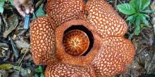 Bunga Rafflesia di Hutan Kaltim Diteliti, Diduga Spesies Baru