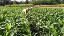Harga Sayur Anjlok, Petani Batam Beralih Menanam Jagung