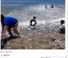 [VIDEO] WOW! Banjir Ikan di Pantai Banyuwangi ini Menakjubkan!