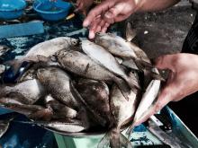 Ikan Dingkis Si Pembawa Keberuntungan Imlek 